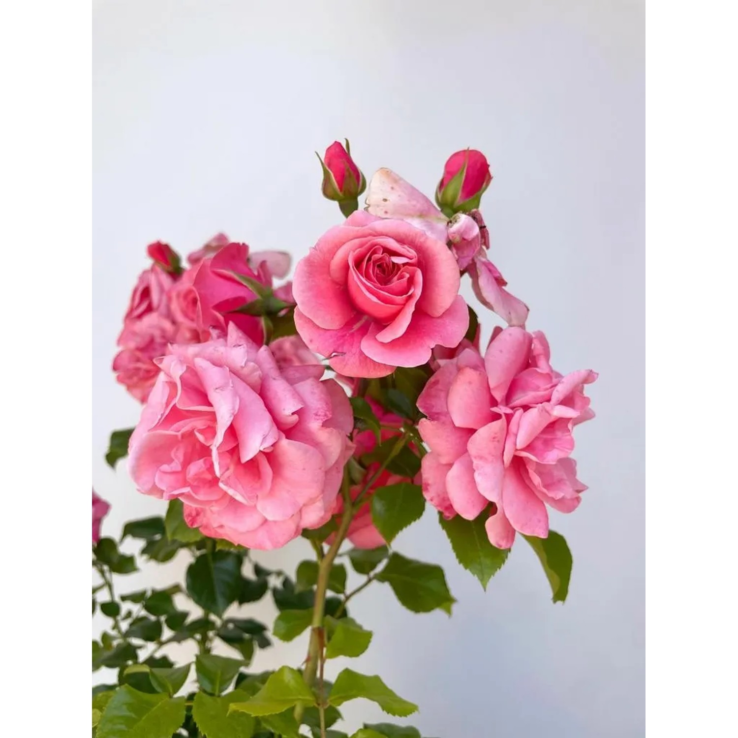Rosa Strauchrose Dornröschenschloss Sababurg mit rosa Blüten im Topf.