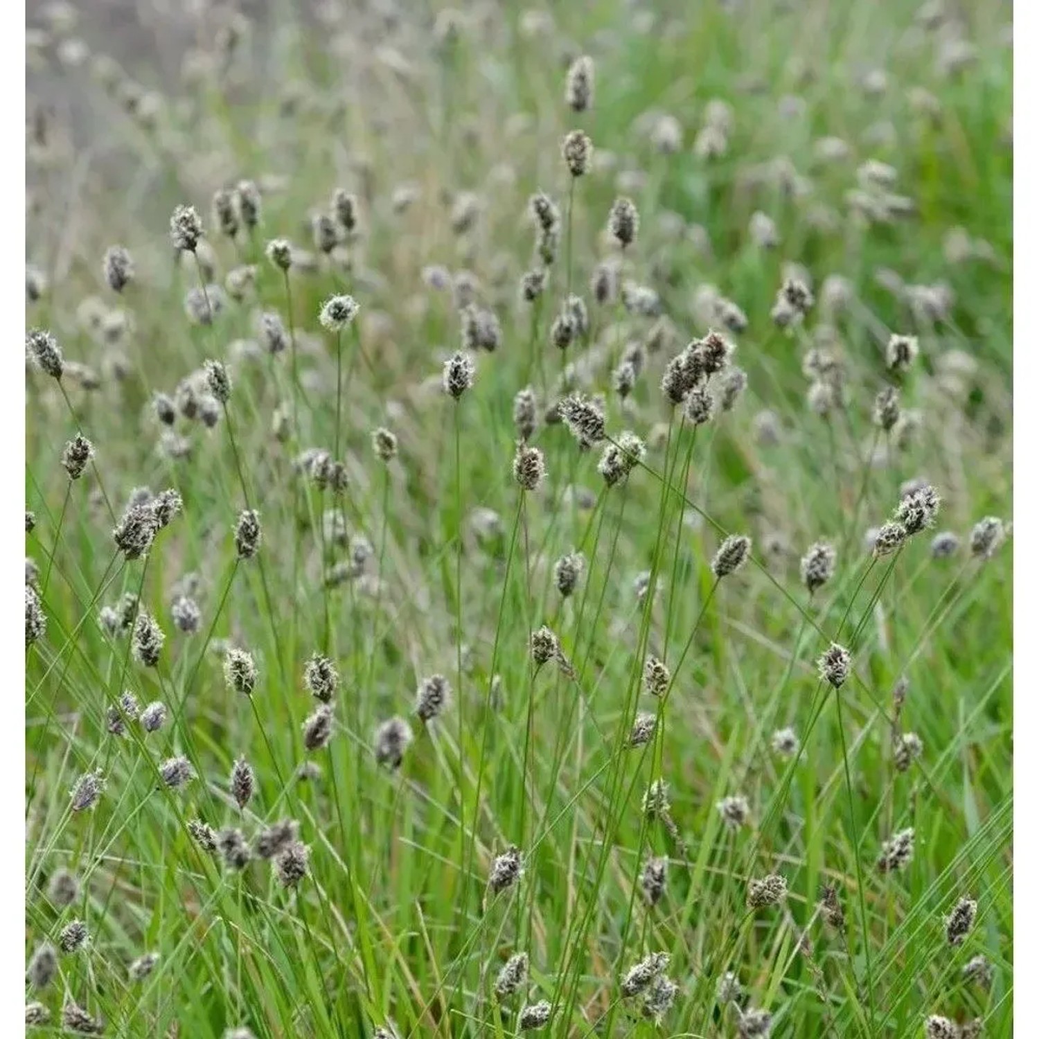 Grünes Kopfgras - Sesleria heufleriana