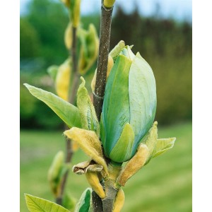 Nahaufnahme einer Blütenknospe der Magnolia Blue Opal (60-80 cm) vor dem Aufblühen.