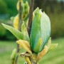 Nahaufnahme einer Blütenknospe der Magnolia Blue Opal (60-80 cm) vor dem Aufblühen.