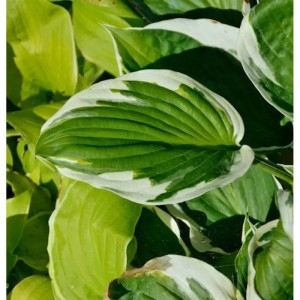 Funkie 'Minuteman' (Hosta fortunei) mit grün-weiß panaschierten Blättern.