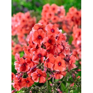 Leuchtend orange-gelbe Flammenblume 'Tequila Sunrise' im Topf, eine attraktive Staude für sonnige Standorte.