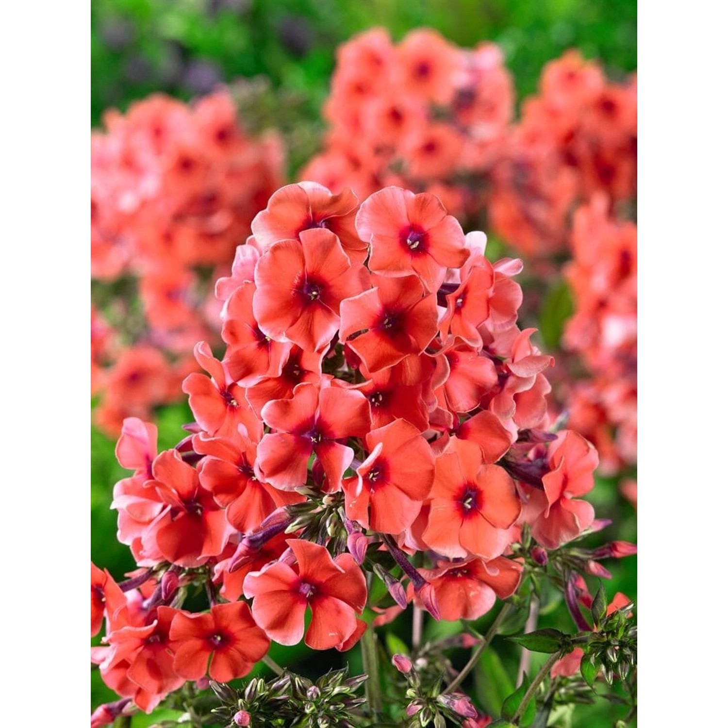 Phlox Paniculata Tequila Sunrise R Ca. 11x11 cm Topf günstig online kaufen