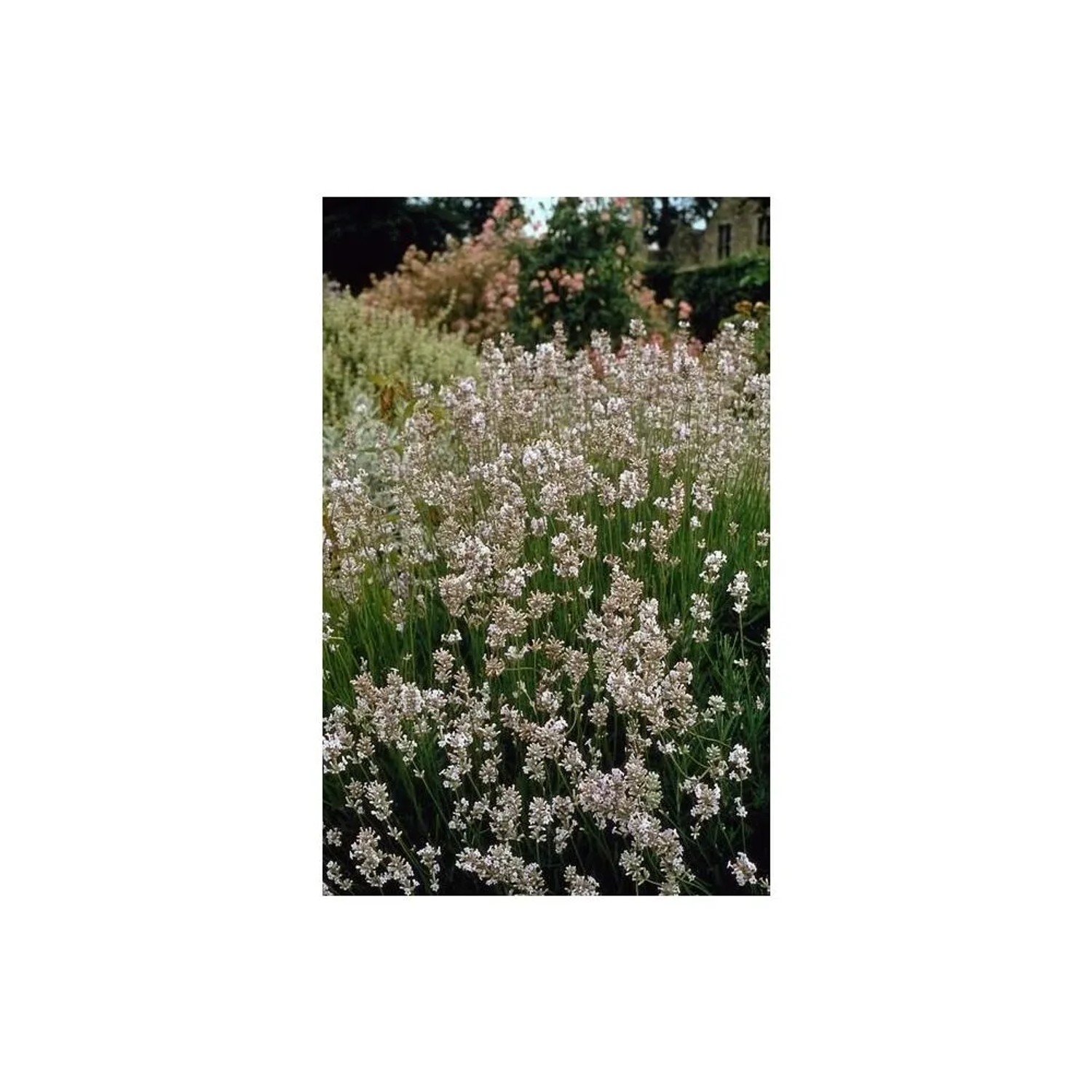Weißer Provence Lavendel 'Edelweiss' im 9cm Topf, Set mit 40 Pflanzen.