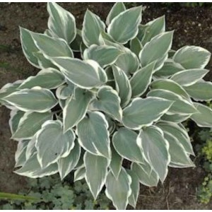 Graublattfunkie 'El Nino' (Hosta tardiana) mit blaugrünen Blättern und weißem Rand im Garten.