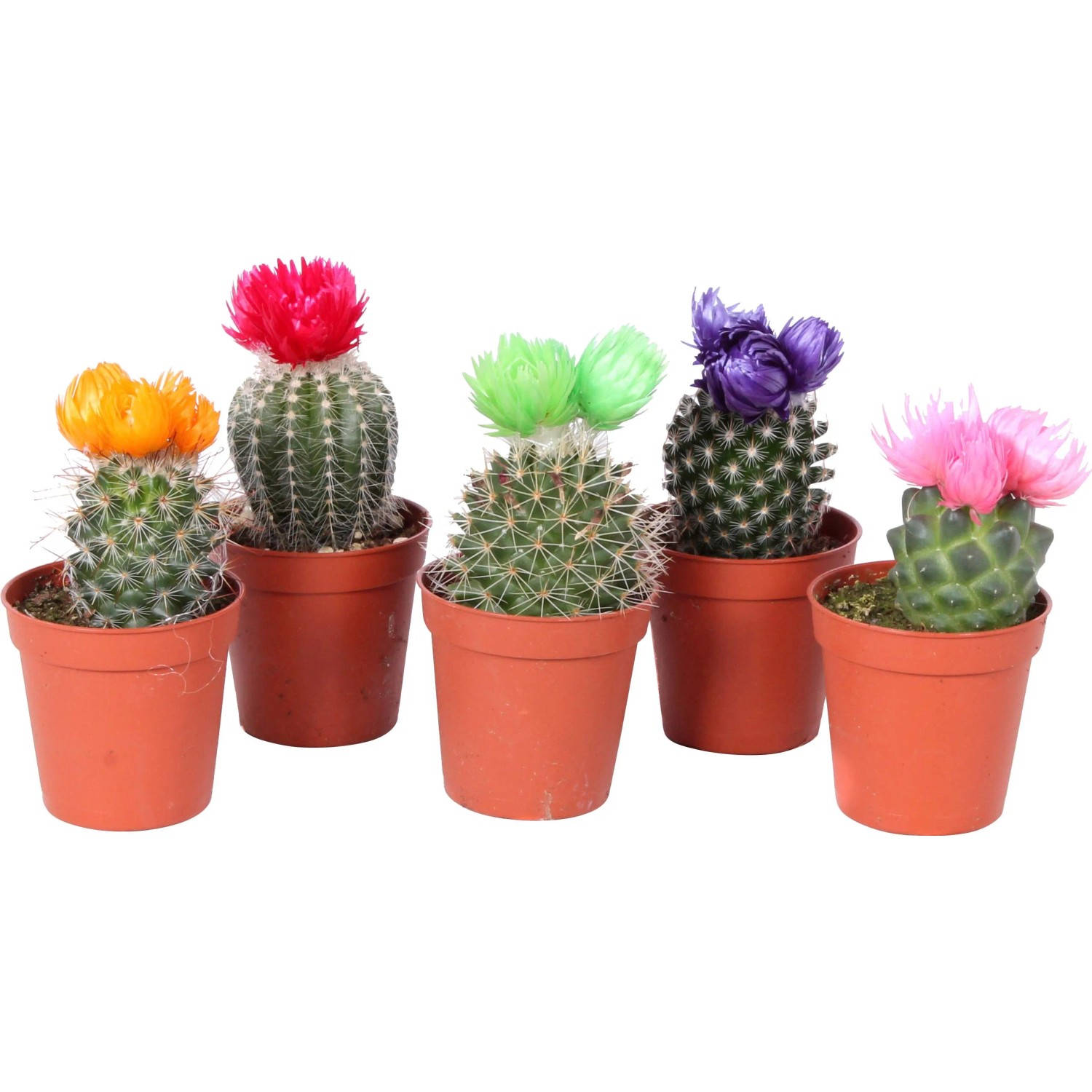 Kaktus Hhe 10-15 cm Topf- 6 cm kaufen bei OBI