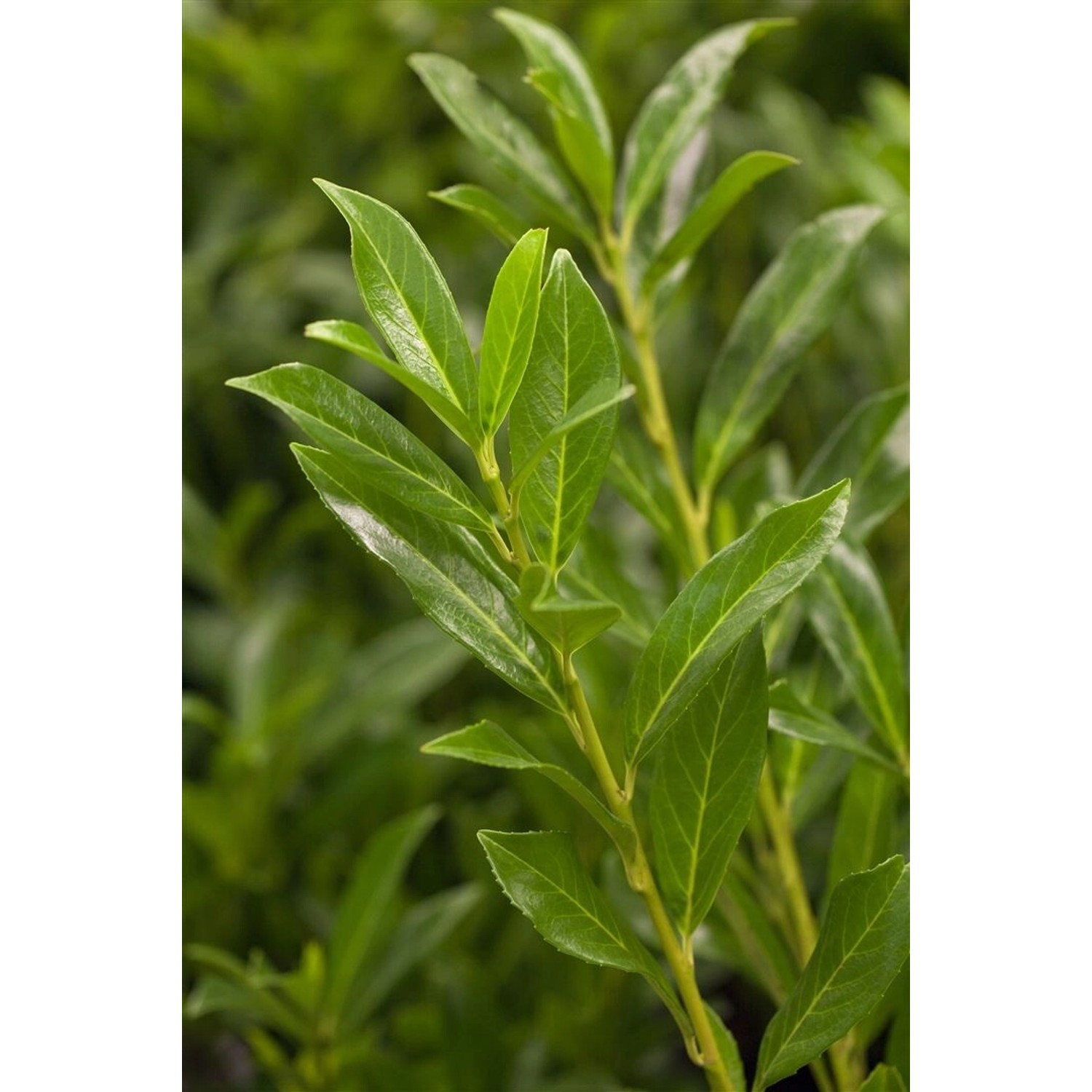 Prunus laurocerasus 'Caucasica' 125 cm Stammhöhe günstig online kaufen