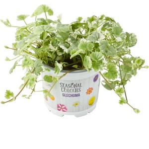 Gundelrebe Summer Survivors im 12 cm Topf, dekorative Blattpflanze für Balkon und Terrasse.