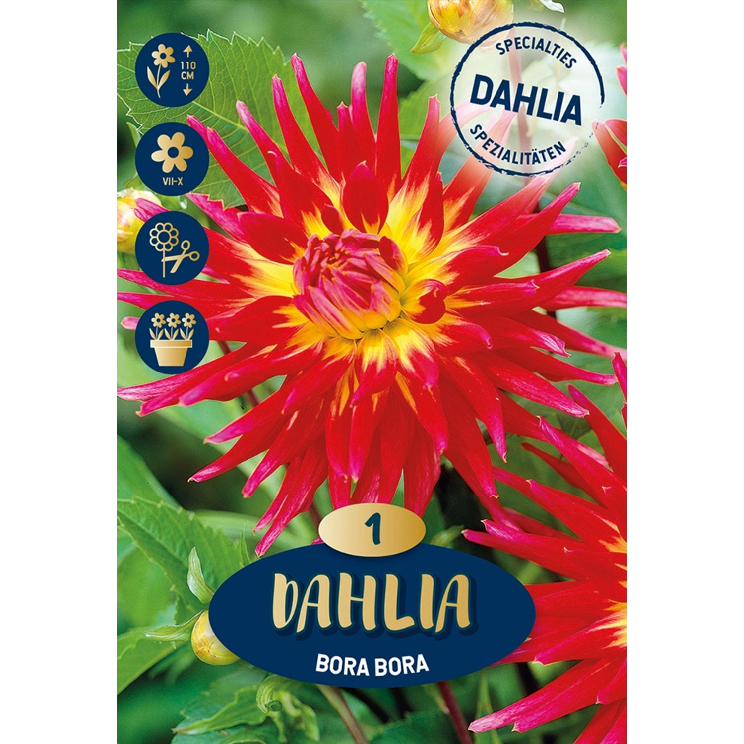 Dahlien David Howard Orange