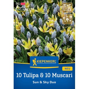 Kiepenkerl Blumenzwiebel Duo-Mix Sun & Sky mit gelben Tulpen und blauen Traubenhyazinthen.