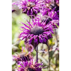 Nahaufnahme der lila Blüte der Monarda Fistulosa 'Scorpion' (Wilden Bergamotte).