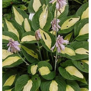 Funkie 'Gipsy Rose' (Hosta cultorum) mit grün-gelben Blättern und zarten Blüten.