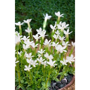 Schwalbenwurz Enzian Alba im 9x9 cm Topf, weiße Blüten, grüne Blätter. Staude für halbschattige Standorte.