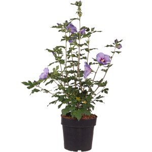 Garteneibisch 'Marina' im Topf, ca. 50-60 cm hoch, mit blauen Blüten. Hibiscus syriacus.
