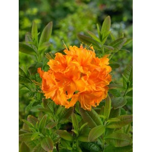 Leuchtend gelb-roter Rhododendron Luteum Rumba Strauch mit grünen Blättern.