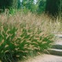 Lampenputzergras 'Japonicum' im Garten: Ziergras mit filigranen Blütenständen und grünen Halmen.