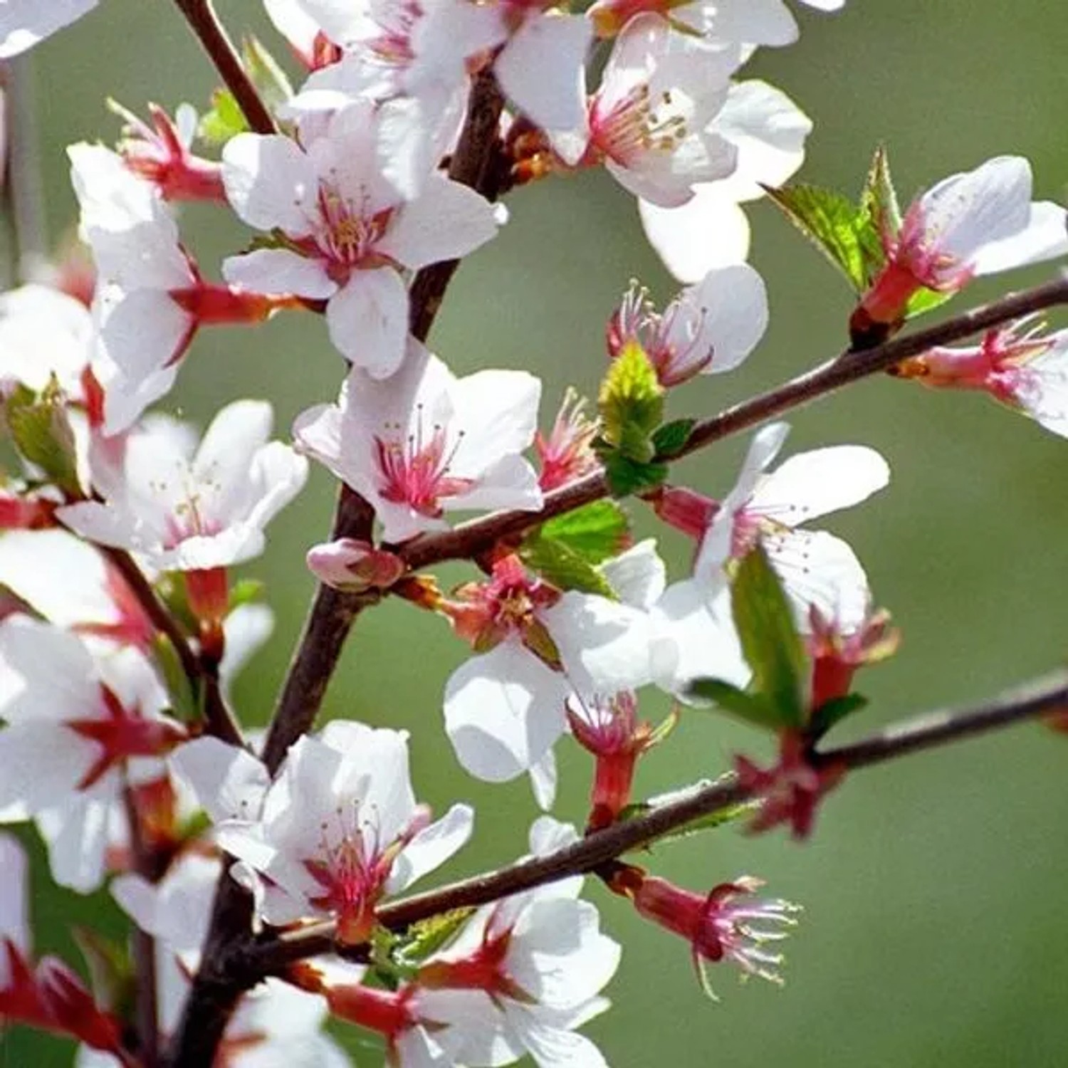 Filzkirsche Prunus tomentosa 25 bis 30 cm im Container Reichblühend