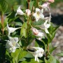 Nahaufnahme der weißen Blüten und grünen Blätter der Weigela Candida Weigelie.