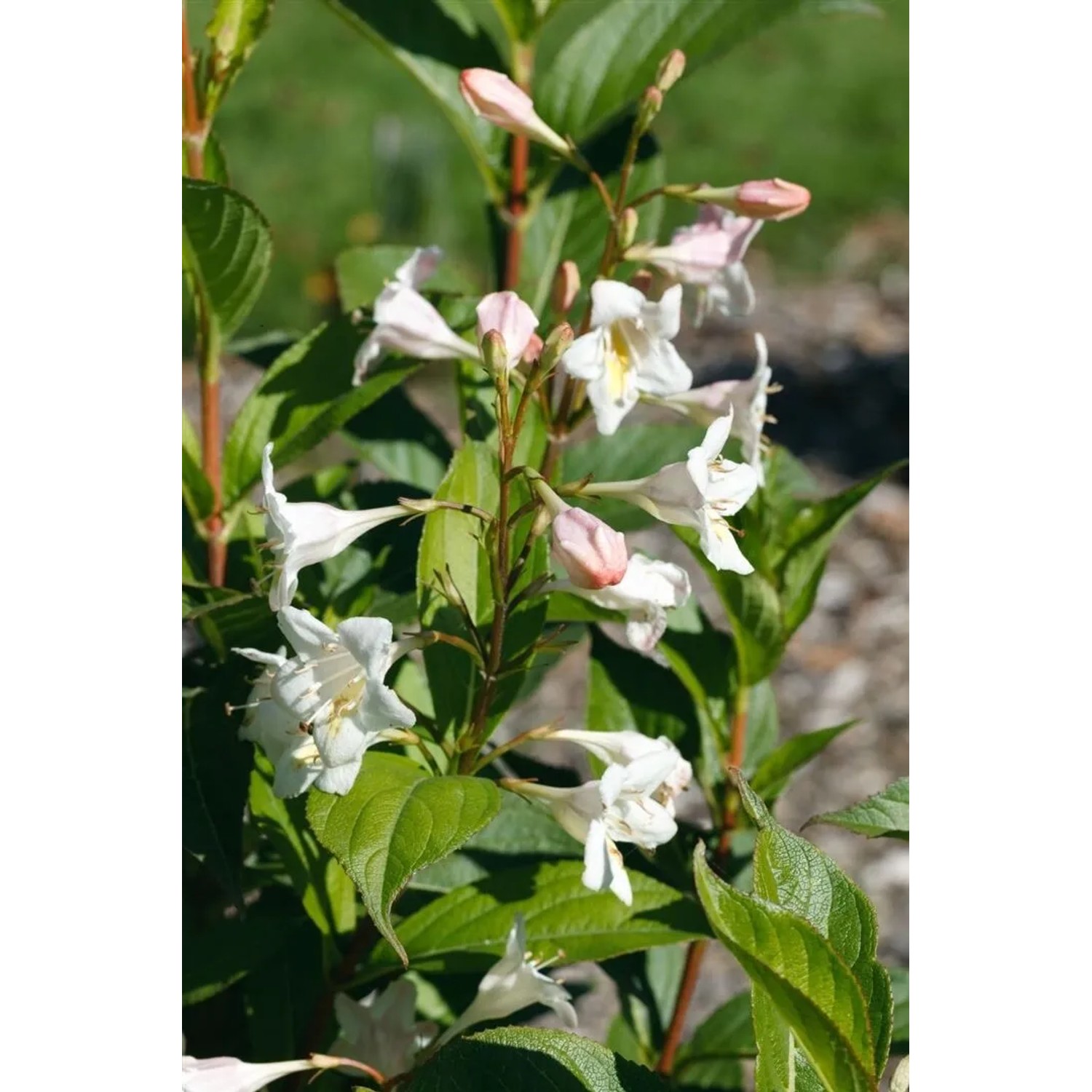 Nahaufnahme der weißen Blüten und grünen Blätter der Weigela Candida Weigelie.