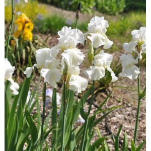 Schwertlilie Cherished - Iris barbata