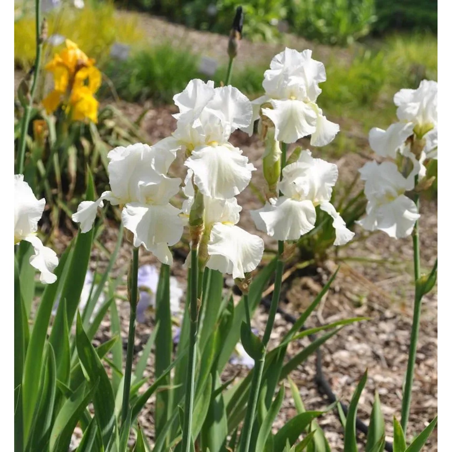 Schwertlilie Cherished - Iris barbata