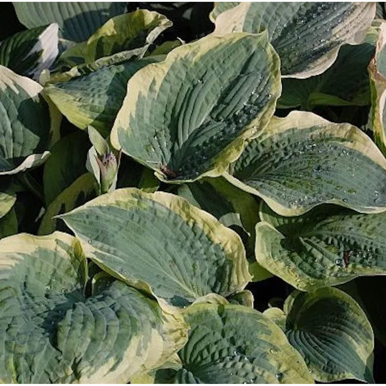 Funkie American Halo - Hosta cultorum