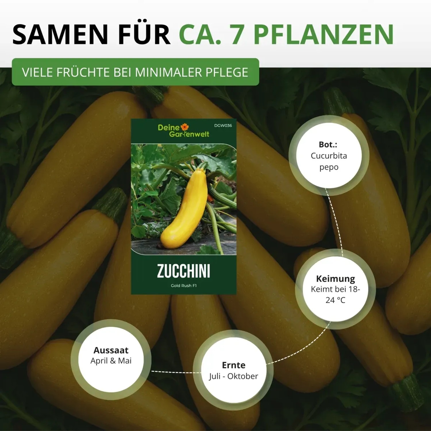 Samen für gelbe Zucchini 'Gold Rush F1' von Deine Gartenwelt: ertragreiche Gemüsesamen für ca. 7 Pflanzen.