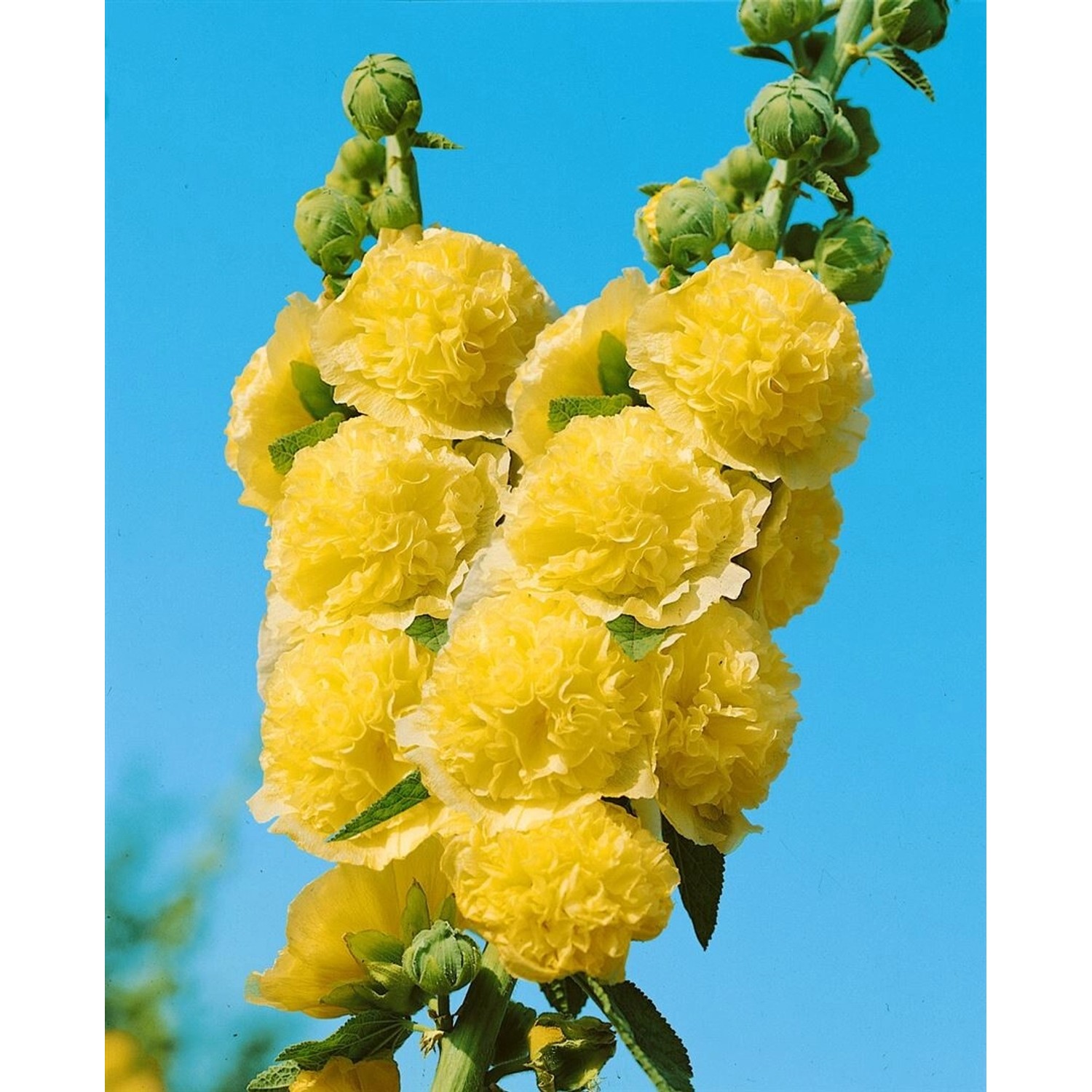 Alcea Rosea Stockrose Gelb Ca. 9x9 cm Topf günstig online kaufen