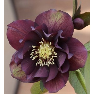Nahaufnahme einer dunkelvioletten Christrose (Helleborus orientalis Double Ellen Purple).