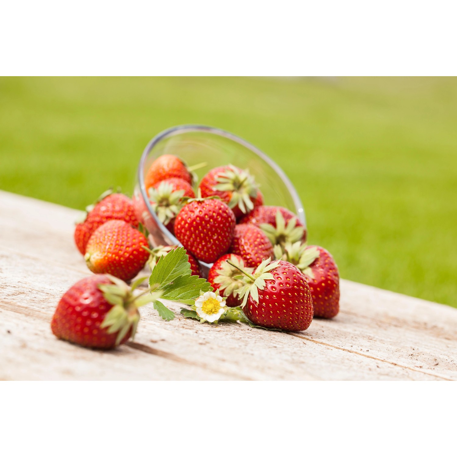 Frische Erdbeeren Senga Sengana in Schale auf Holztisch. Rote Erdbeerpflanzen für Garten und Balkon.