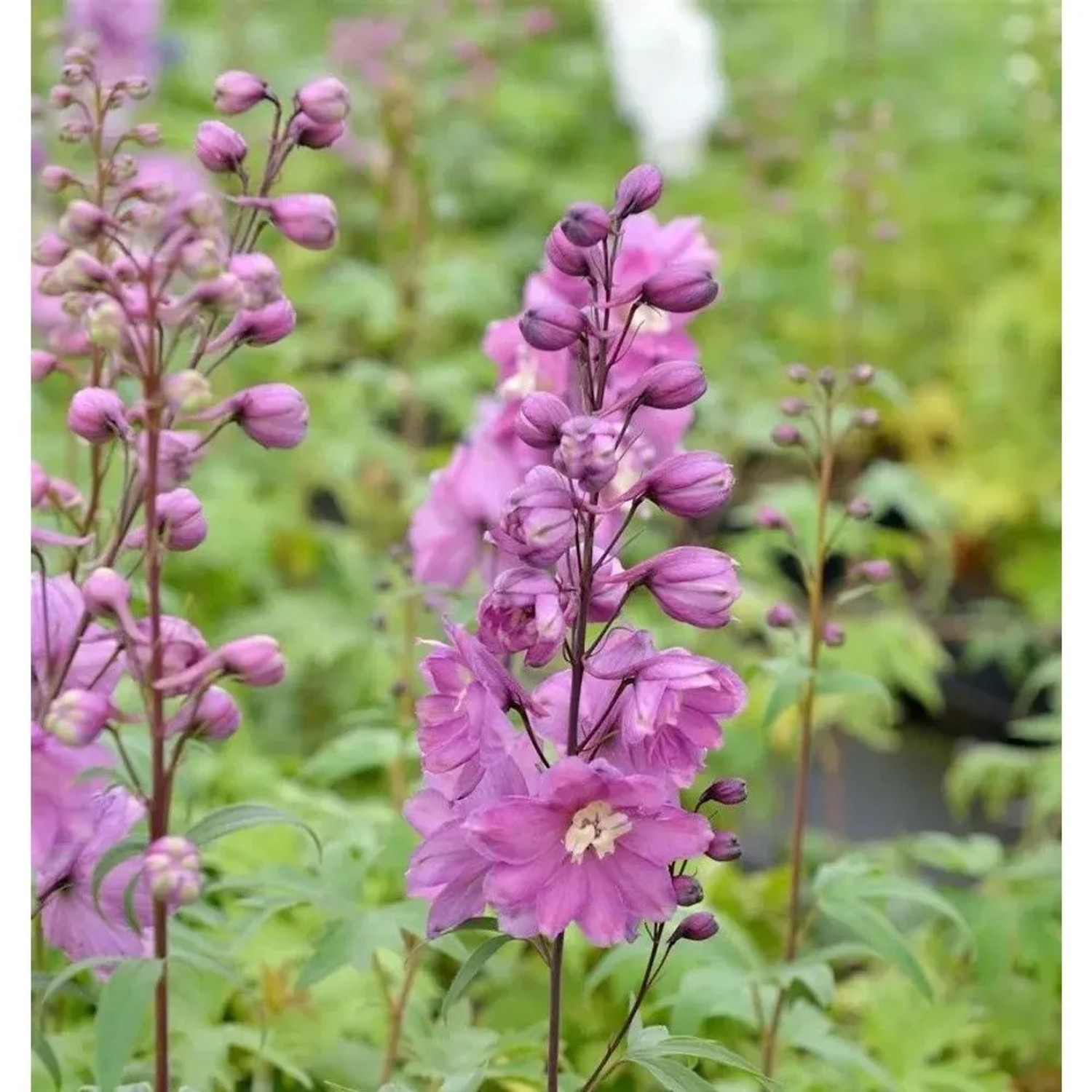 Rittersporn New Millennium Sweethearts - Delphinium
