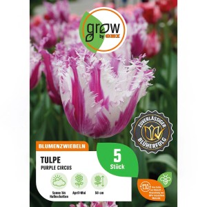 5er Pack Tulpe 'Purple Circus' (weiß-lila). Gefranste Blütenblätter, ideal für Beet und Vase.