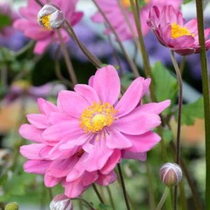 6 x Herbst-Anemone 'Pamina' Anemone hybrida Topf 9cm Schnittblume