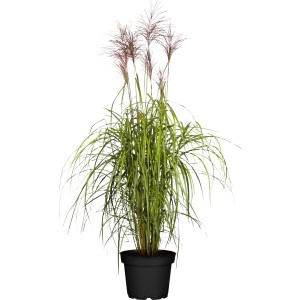 GROW by OBI Chinaschilf Red Chief im Topf, ca. 1,5m hoch, mit roten Blütenständen.