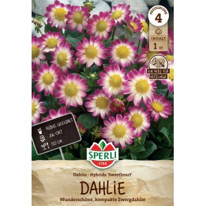 Sperli Dahlie Sweetheart mit lila-rosa-weißen Blüten und gelber Mitte.