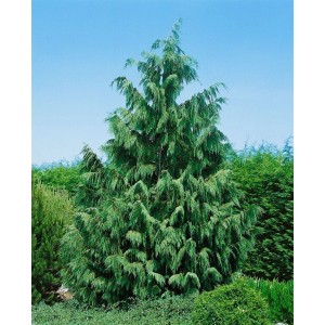 Blaue Nootka-Scheinzypresse (125–150 cm) im Garten, immergrüner Hausbaum mit blaugrünen Nadeln.