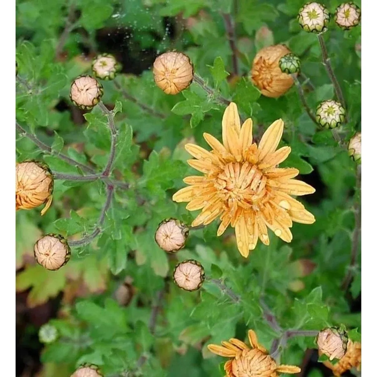 Winteraster Kleiner Bernstein - Chrysanthemum hortorum