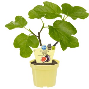 Blu Echte Feige im Topf (Ø 12cm) mit grünen Blättern. Ideal für Garten & Balkon.