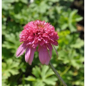Nahaufnahme einer pinkfarbenen Sonnenhut Razzmatazz (Echinacea purpurea) Staude.