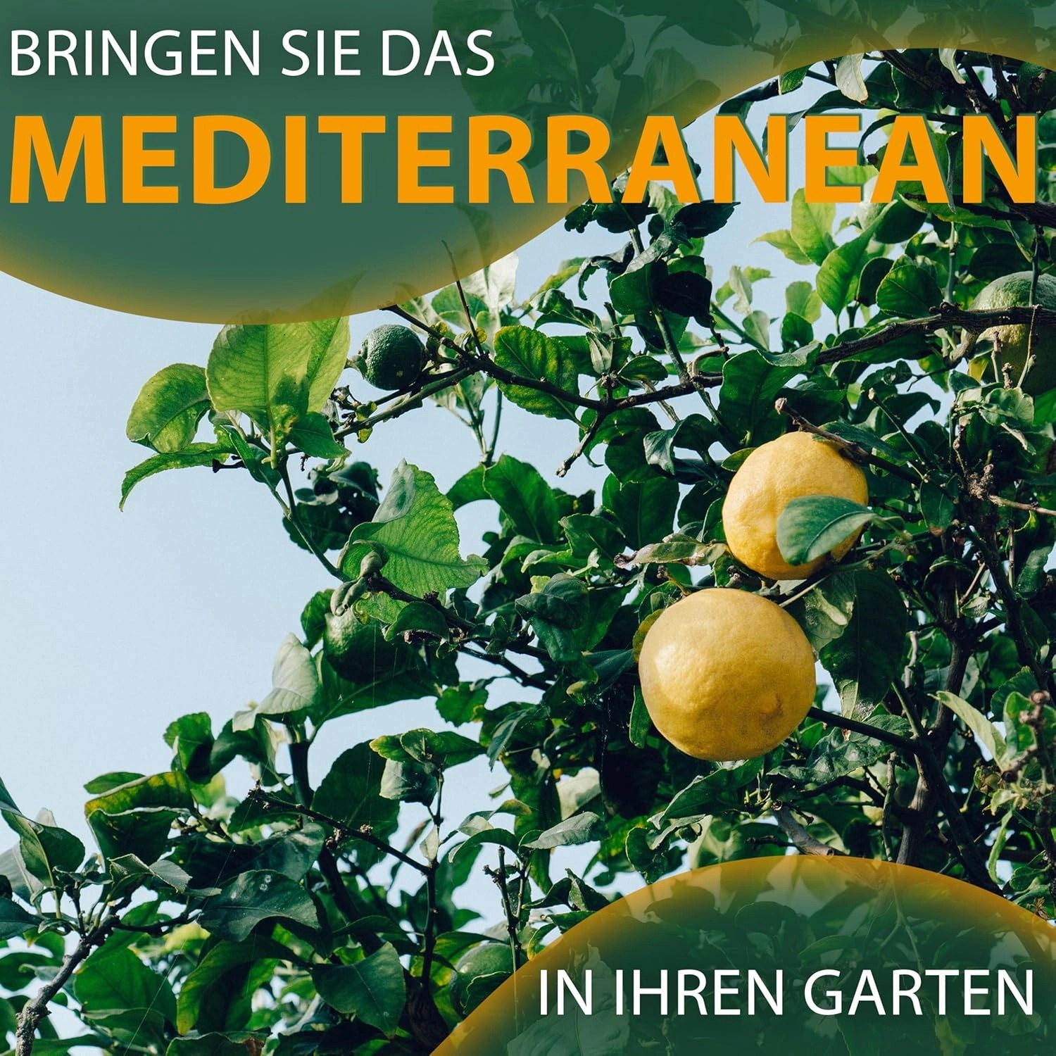 Fruchttragender Zitronenbaum (Citrus limon) mit reifen, gelben Zitronen.