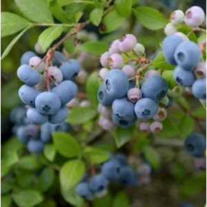 Heidelbeere Reka (Vaccinium corymbosum) mit reifen, blauen Beeren und grünen Blättern.