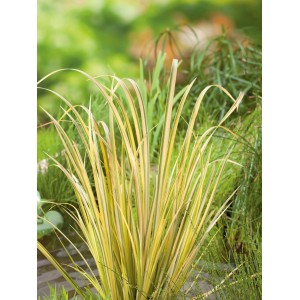 Kalmus Ogon im Topf, gelb-grünes Ziergras für Garten und Terrasse.