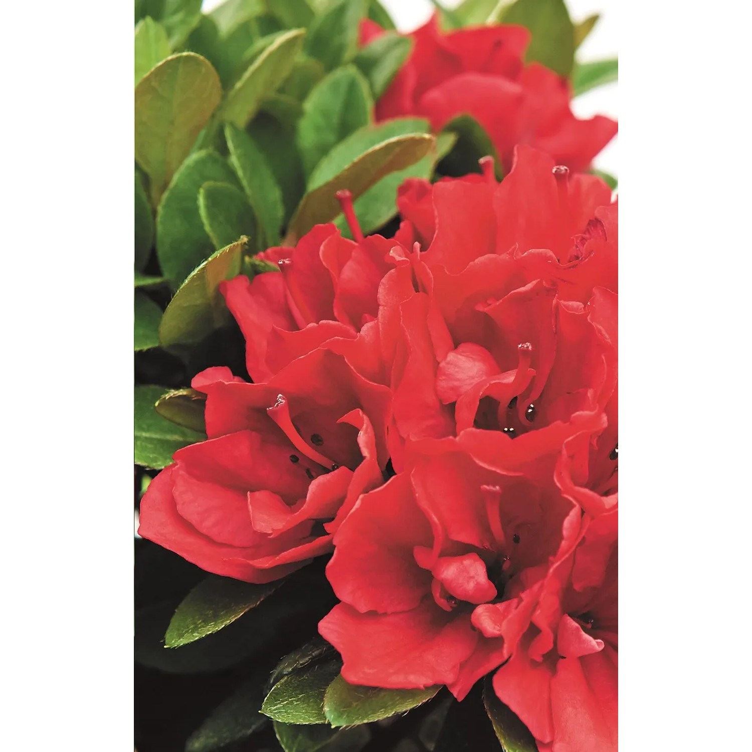 Japanische Azalee Majas Rubin 10-20 cm 2,3 l kaufen bei OBI