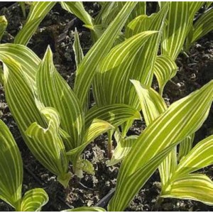 Maiglöckchen 'Albostriata' Staude mit grün-weiß gestreiften Blättern.