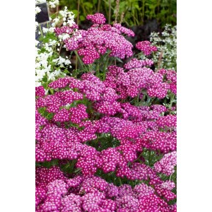 Nahaufnahme der tiefroten Blüten der Achillea Millefolium Sammetriese (Schafgarbe) im 9x9 cm Topf.