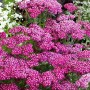 Nahaufnahme der tiefroten Blüten der Achillea Millefolium Sammetriese (Schafgarbe) im 9x9 cm Topf.