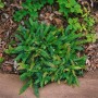 Blechnum Penna-Marina Zwergfarn als Bodendecker im 9x9 cm Topf, leuchtend grüne Blätter.