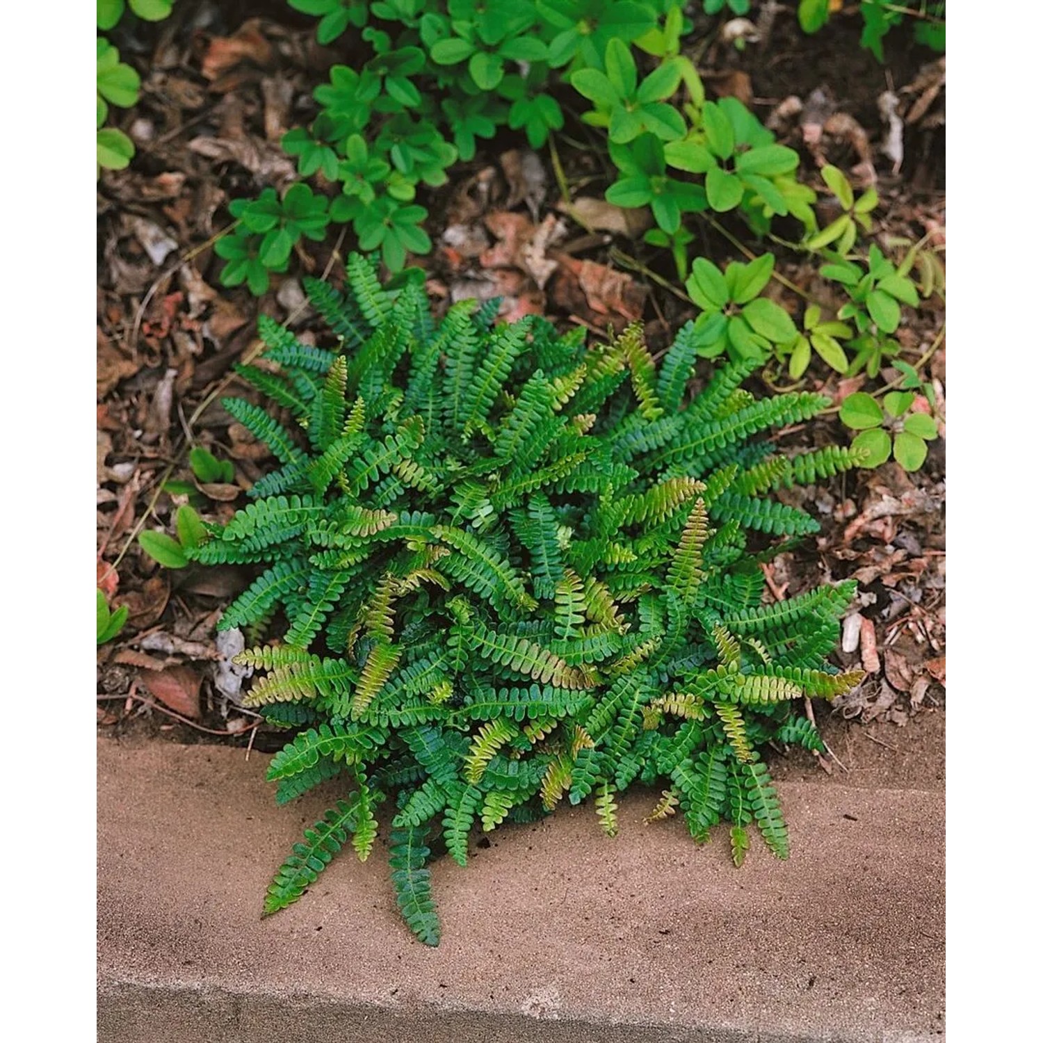 Blechnum Penna-Marina Zwergfarn als Bodendecker im 9x9 cm Topf, leuchtend grüne Blätter.