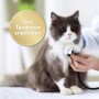 Grau-weiße Katze wird von Tierarzt untersucht. Felisept Katzenspray empfohlen.