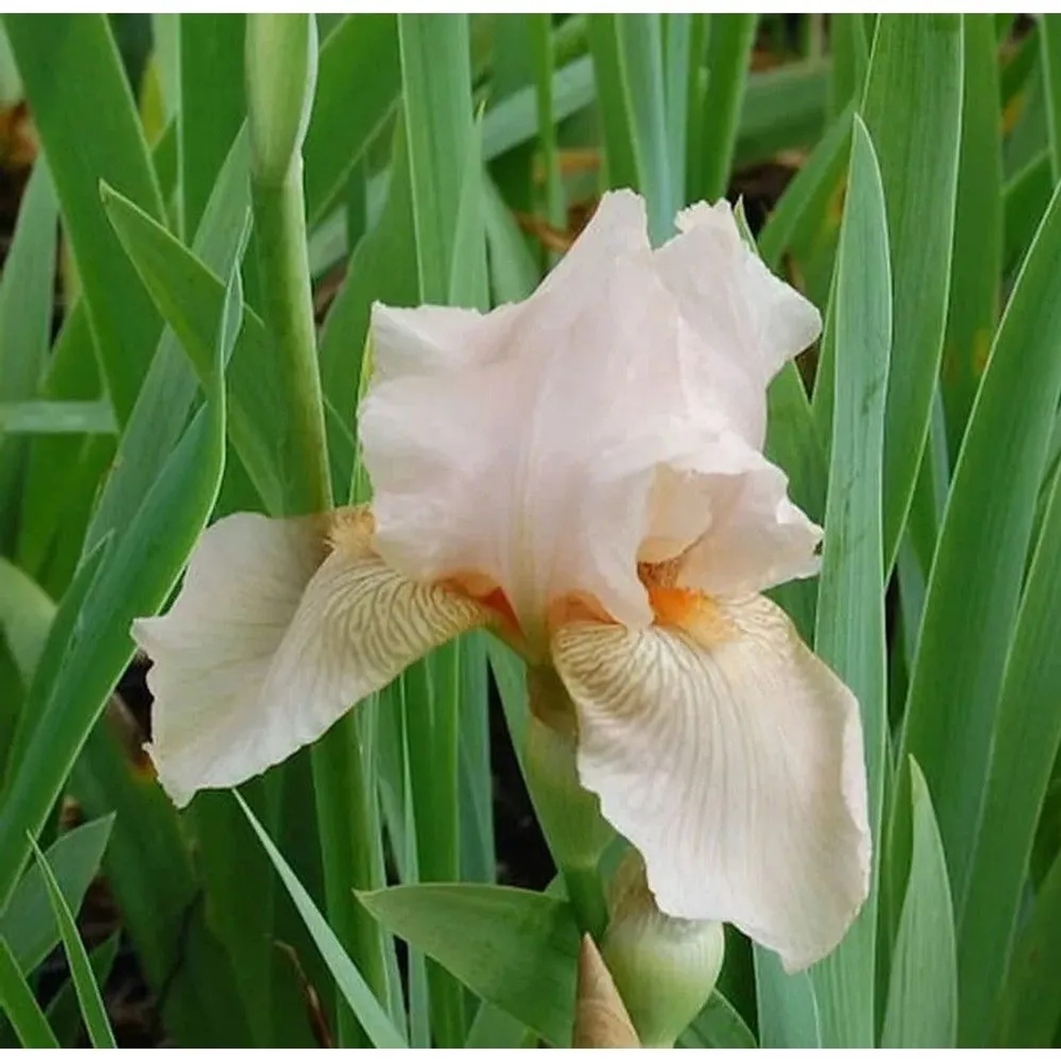 Schwertlilie Constance Wattez - Iris barbata